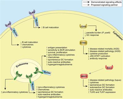 Innate Immune Sensing by Cells of the Adaptive Immune System